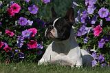 BOULEDOGUE FRANCAIS 850